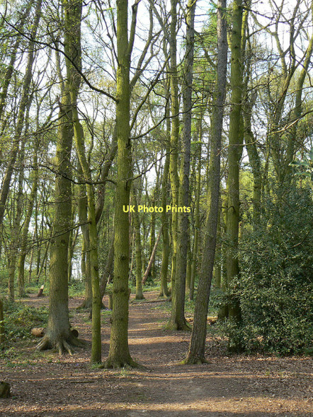 Photo 6"x4" In Booth Wood Thorpe Acre c2011