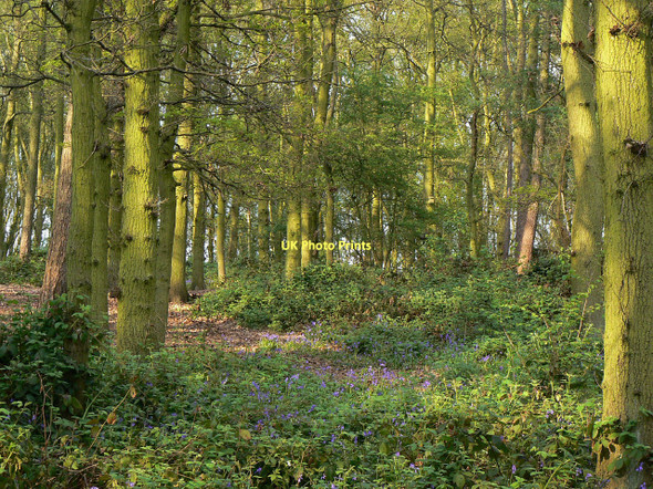 Photo 6"x4" Bluebells in Booth Wood Thorpe Acre c2011