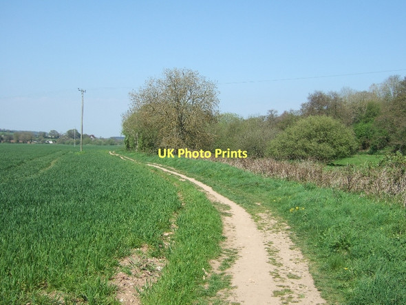 Photo 6"x4" Corn field, riverside path and bank of River Otter Harpford c2011