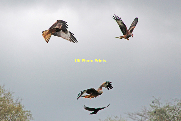 Photo 6"x4" Red Kites, Gigrin Farm, Kite Feeding Centre Gaufron c2011