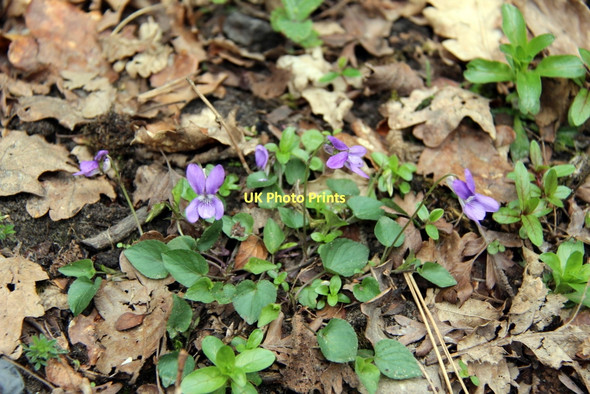 Photo 6"x4" Wild Violets near Portmeirion Porthmadog c2011