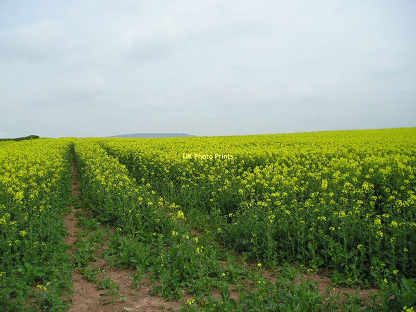 Photo 6"x4" Oilseed rape Tyberton c2011