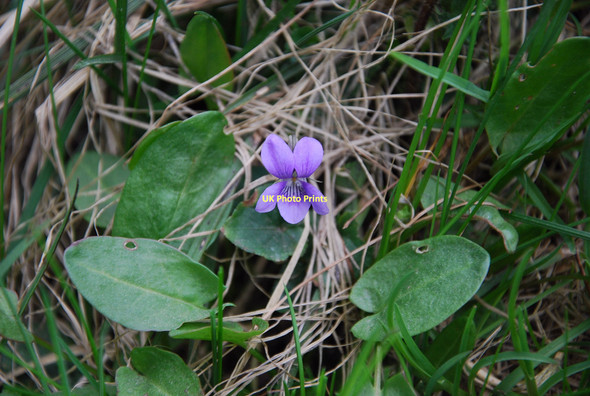 Photo 6"x4" Wild Violet Kinrossie c2011