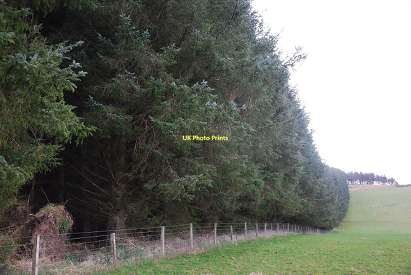Photo 6"x4" Forest Edge Harrietfield\/NN9829 c2011