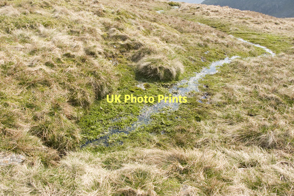 Photo 6"x4" Spring above Hall Cove Mardale Ill Bell c2011