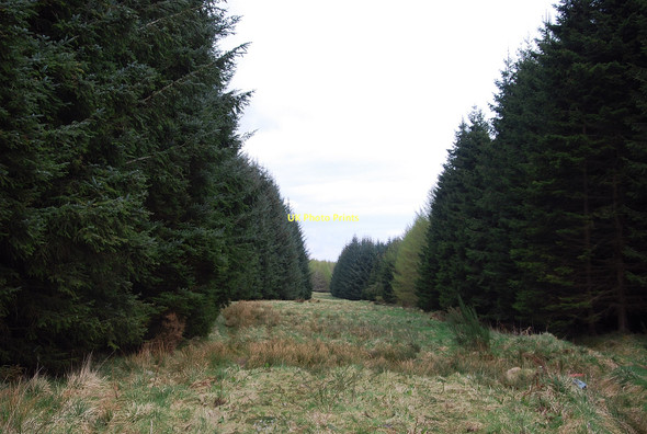 Photo 6"x4" Fire Break Braegrum c2011