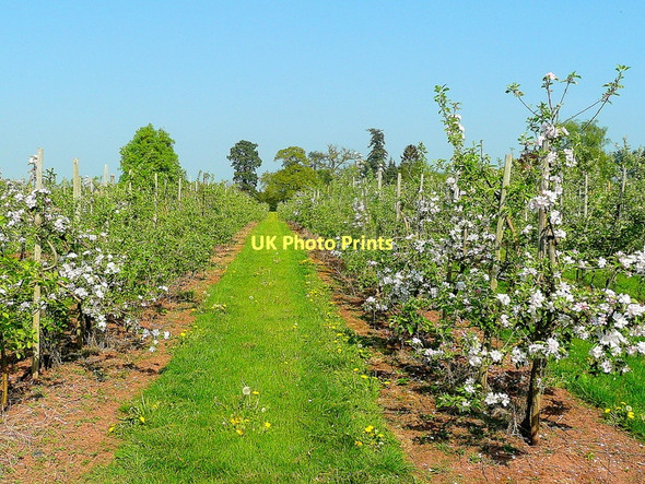 Photo 6"x4" White apple blossom Kingstone\/SO6324 c2011