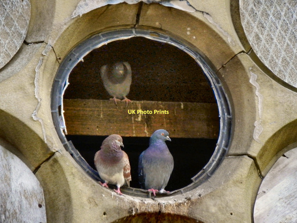 Photo 6"x4" Pigeons at Astley Brook Cemetery Chapel Astley Bridge c2011