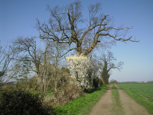 Photo 6"x4" Track off Coton Road, Grantchester Grantchester c2011