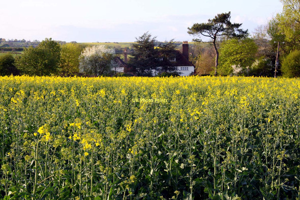 Photo 6"x4" Looking over a field towards The Dower House The Platt c2011