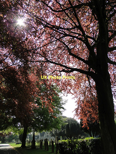 Photo 6"x4" Ipswich Old Cemetery, sun shining through the trees Ipswich c2011