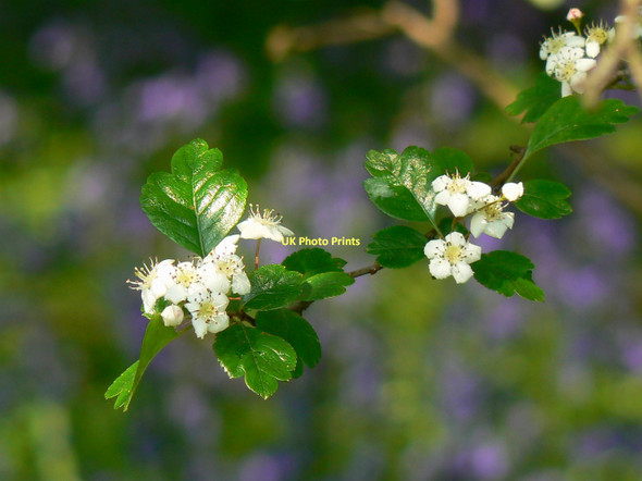 Photo 6"x4" Hagbourne Copse, Frankland Road, Swindon (12 of  13) Freshbrook c2011