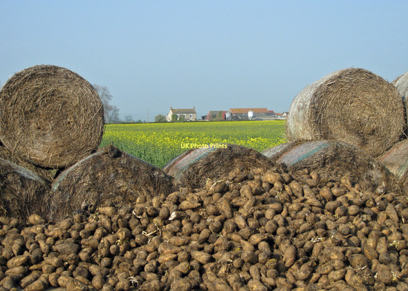 Photo 6"x4" Beets, bales and ripening rape Little Barugh c2011
