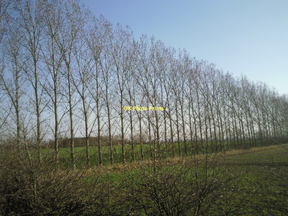 Photo 6"x4" Line of trees south of Bluntisham Heath Road Bluntisham c2011