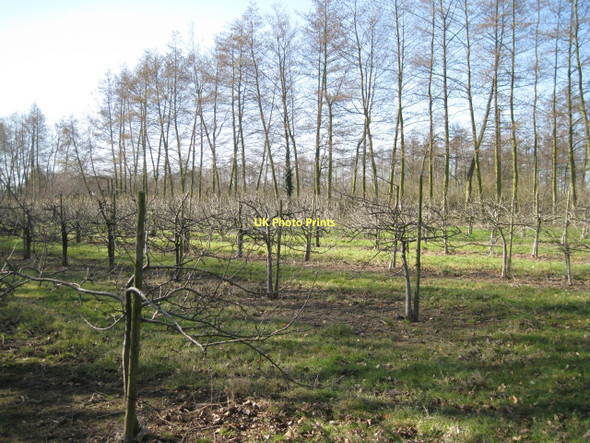 Photo 6"x4" Orchard southwest of Aldborough Aldborough\/TG1834 c2011