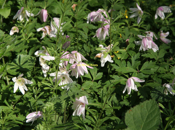 Photo 6"x4" Wood Anemones Barnet c2011