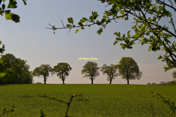 Photo 6"x4" Five Trees All In A Row Barnet c2011