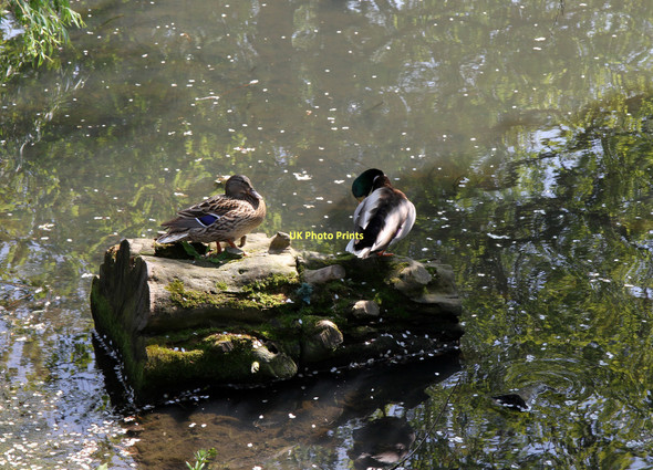 Photo 6"x4" Mallard on Laurel Farm Pond Barnet c2011
