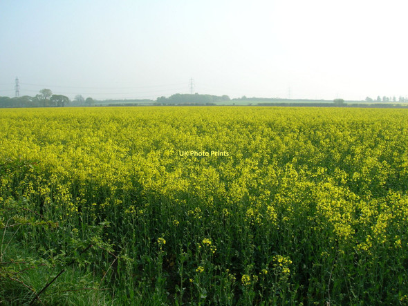 Photo 6"x4" Rape field off Birker Lane (track) Kexby\/SE7051 c2011