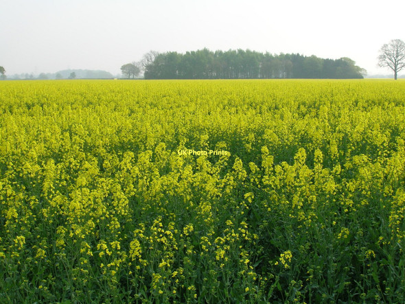 Photo 6"x4" Farmland off Dauby Lane Kexby\/SE7051 c2011
