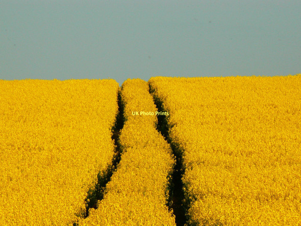 Photo 6"x4" Tracks in the oilseed rape near Shipley Bottom, Wiltshire Upper Upham c2011
