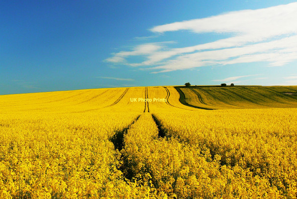 Photo 6"x4" Oilseed rape crops near Shipley Bottom, Wiltshire Upper Upham c2011