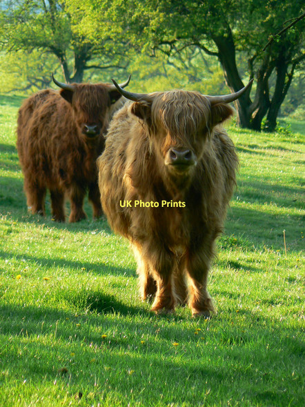 Photo 6"x4" A closer view of some Highland cattle, near Axford Axford\/SU2369 c2011