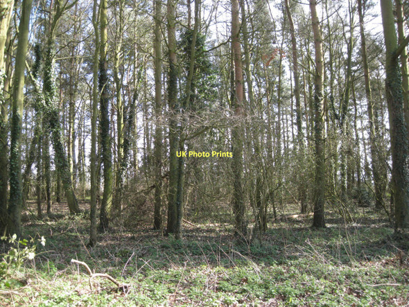 Photo 6"x4" Pine plantation south of Hanworth church Alby Hill c2011