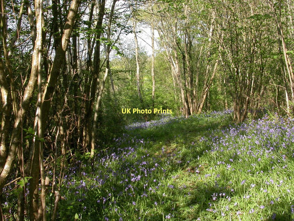 Photo 6"x4" Fiddleford, bluebells Fiddleford c2011