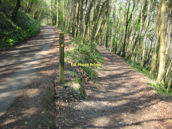 Photo 6"x4" The South West Coast Path Cawsand c2011