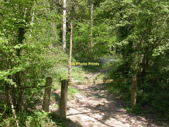 Photo 6"x4" Duncliffe Wood, hunting gate Stour Row c2011