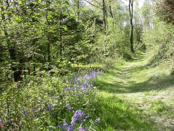 Photo 6"x4" Duncliffe Wood, bluebells Stour Row c2011