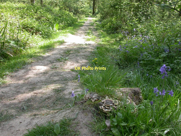 Photo 6"x4" Duncliffe Wood, fungus Stour Row c2011