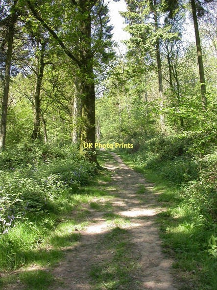 Photo 6"x4" Duncliffe Wood, woodland path Stour Row c2011