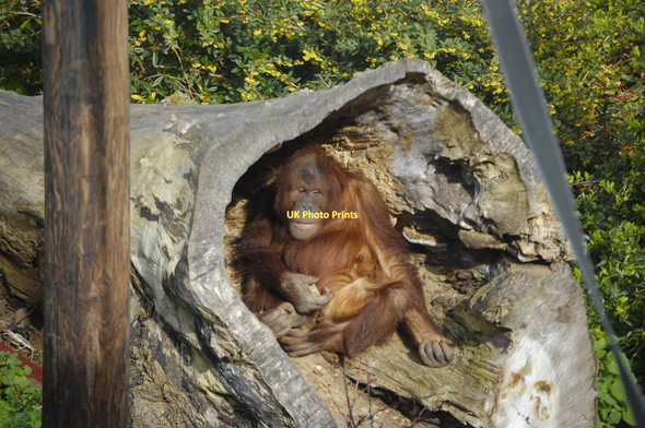 Photo 6"x4" Orangutan, Chester Zoo Moston\/SJ4070 c2011