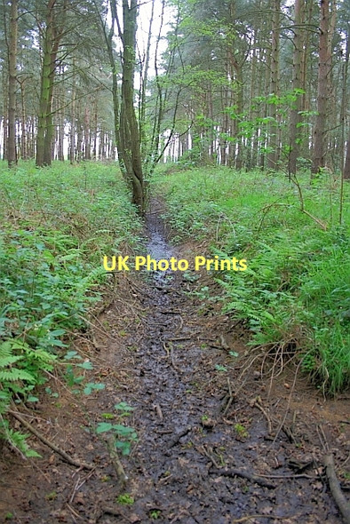 Photo 6"x4" Ditch, Langwith Great Wood Crockey Hill c2011