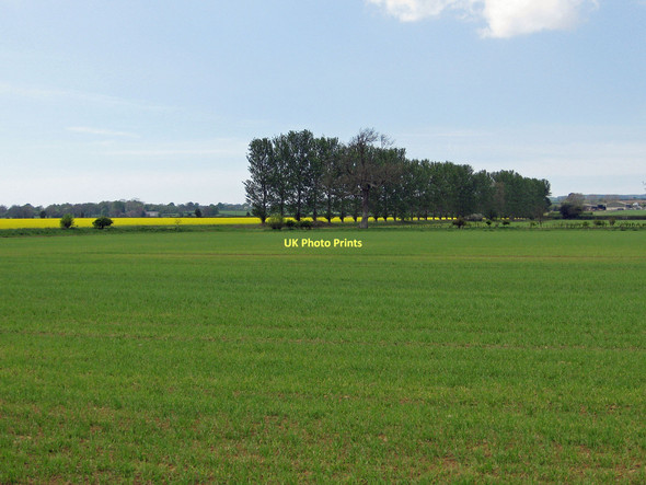 Photo 6"x4" Arable field with line of poplars Welburn\/SE6884 c2011