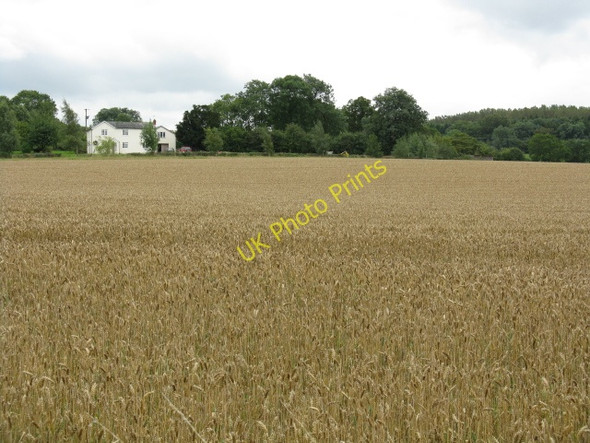 Photo 6"x4" Crops Near Golder Field Golder Field c2009