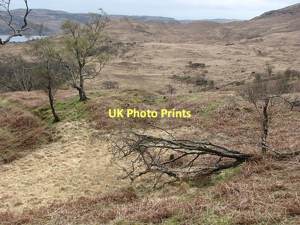 Photo 6"x4" Woodland, An Coire Strathcoil c2011 P1
