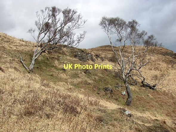 Photo 6"x4" Scattered birches Strathcoil c2011