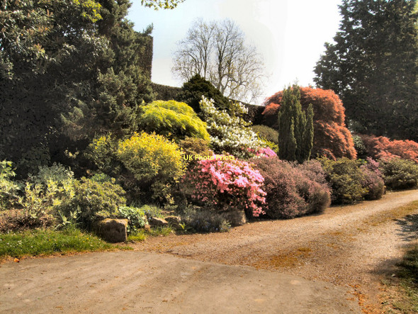Photo 6"x4" Azaleas near White House Staplefield c2011