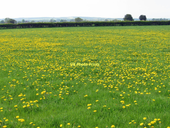 Photo 6"x4" A good year for the dandelions Wombleton c2011