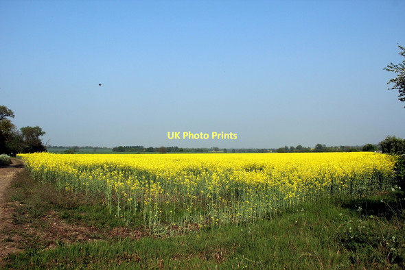 Photo 6"x4" Oilseed Rape Field, A414 Hastingwood c2011