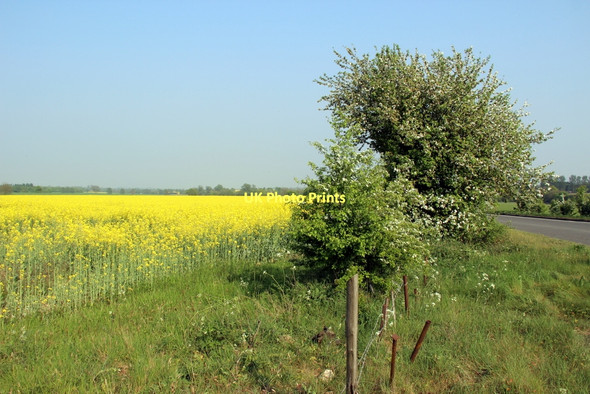 Photo 6"x4" Oilseed Rape Field, A414 Hastingwood c2011
