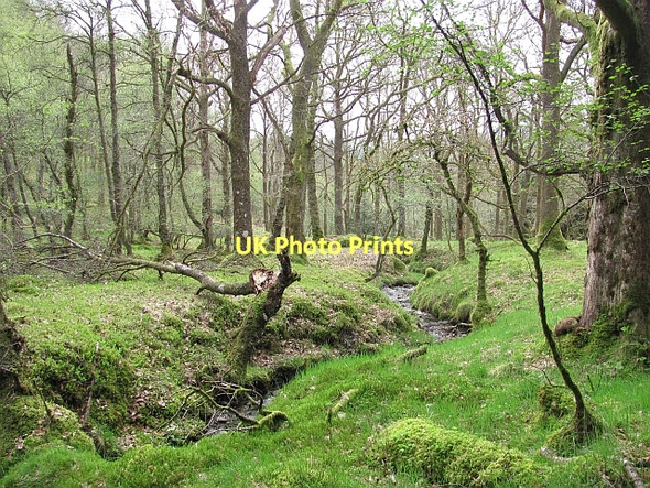 Photo 6"x4" Oak wood, Loch Ard Forest Kinlochard c2011