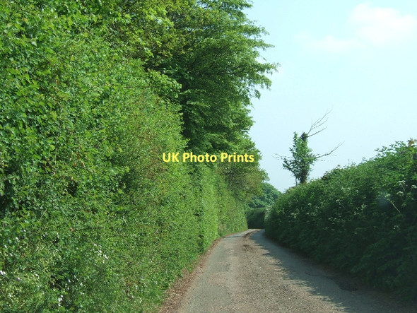 Photo 6"x4" Road to Hookway passing Old Plantation Crediton c2011