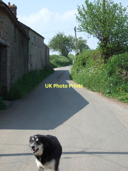 Photo 6"x4" Beware of the West Sandford dog Crediton c2011