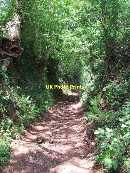 Photo 6"x4" Green lane north of West Sandford Crediton c2011