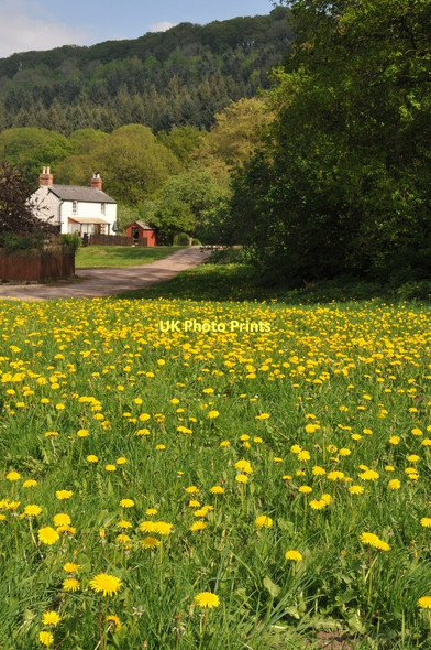Photo 6"x4" Springtime at Lea Bailey Inclosure Lane End\/SO6419 c2011