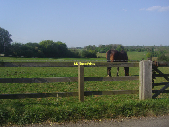 Photo 6"x4" Horse in field, Codmore Wood Road Latimer c2011